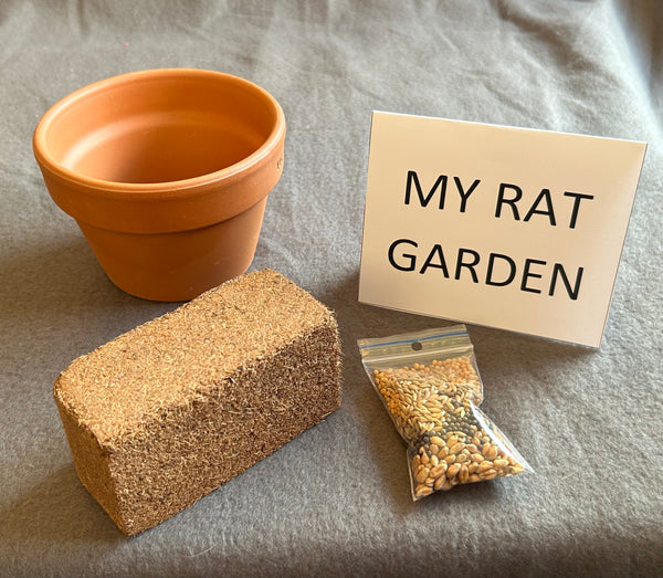 Garden for rats with a small pot