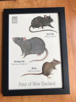 Print - NZ rat A4